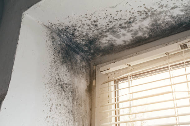Affordable Mold Cleanup solutions in McVeytown, PA